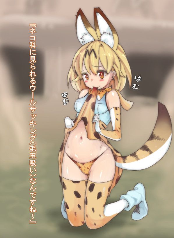 50 erotic images of the Serval beast friends [the installation frame] 42