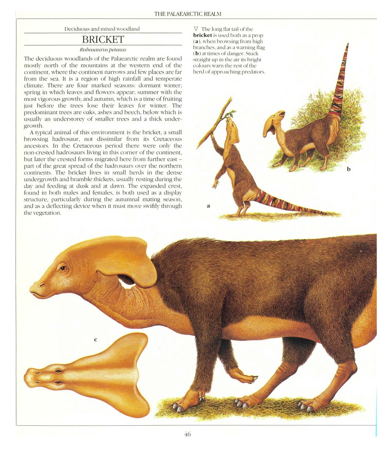 [Dougal Dixon] The New Dinosaurs: An Alternative Evolution 47