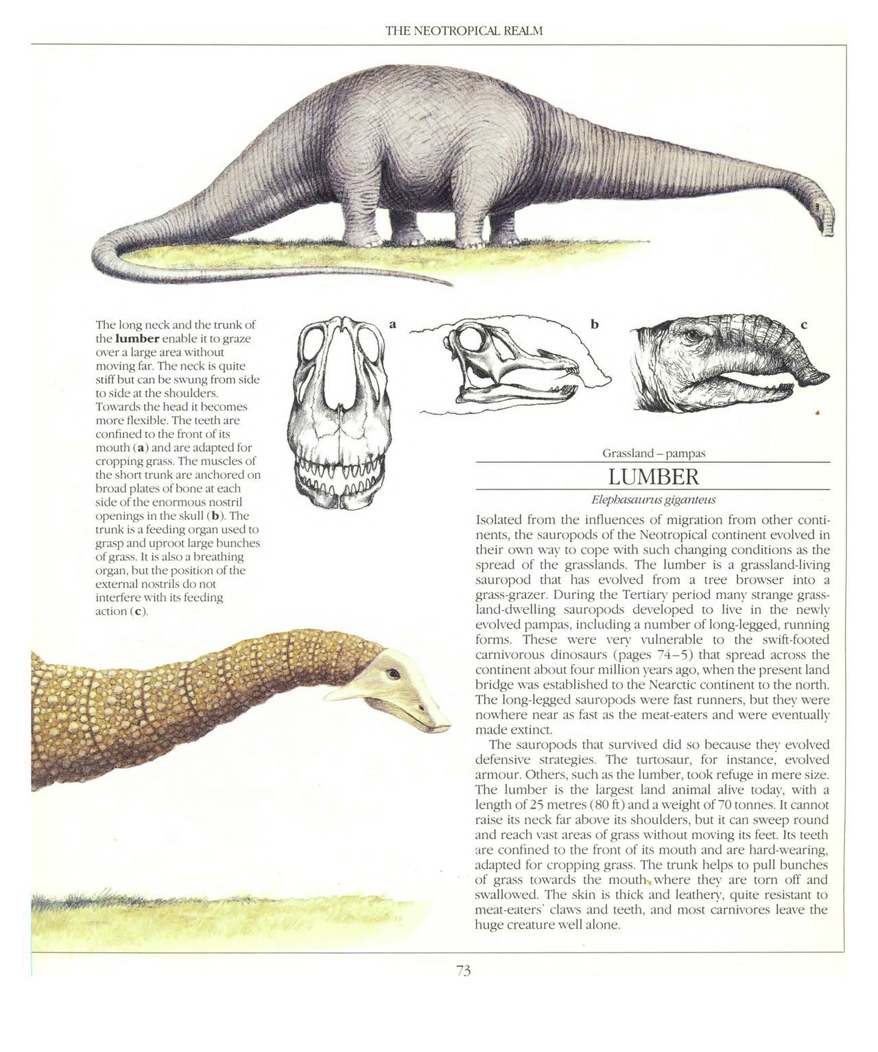 [Dougal Dixon] The New Dinosaurs: An Alternative Evolution 74